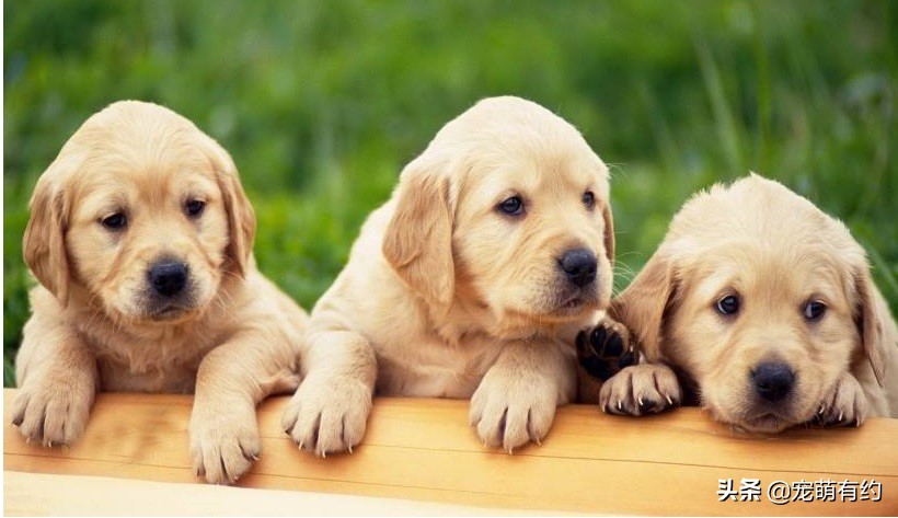 买拉布拉多犬注意事项和细节,拉布拉多幼犬的好坏由谁来决定