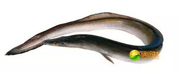 舟山海鲜代加工攻略,最全舟山海鲜攻略