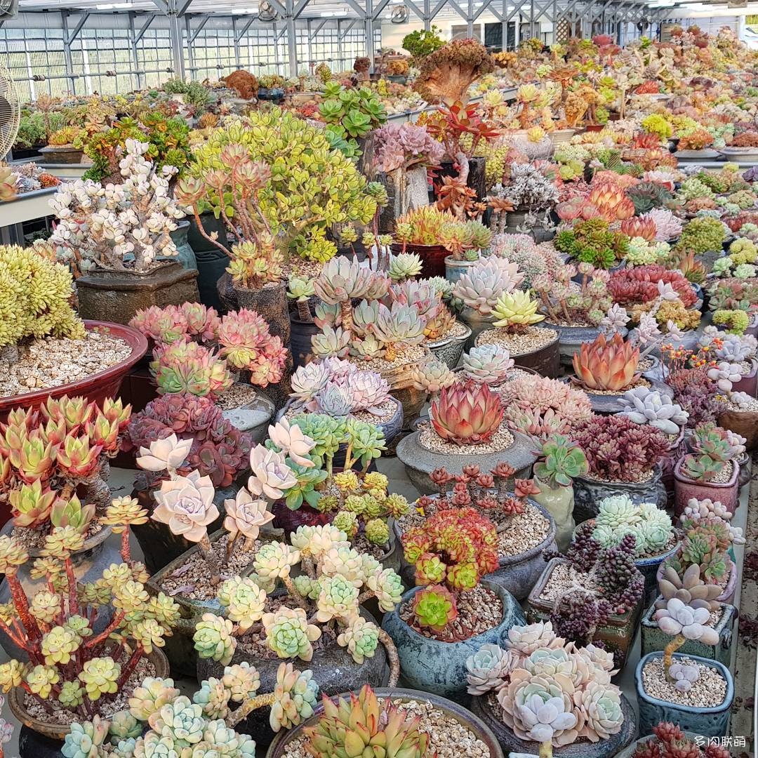 韩国大棚多肉,肉叔带你走遍韩国多肉大棚