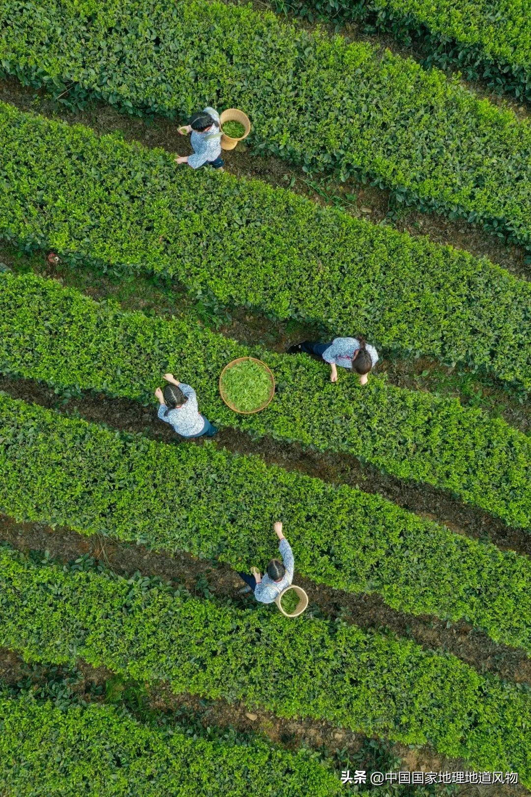 中国茶叶分布图,中国茶区详细分布图