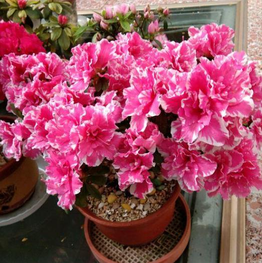 所有过期药片都能养花吗,药片过期还有效吗