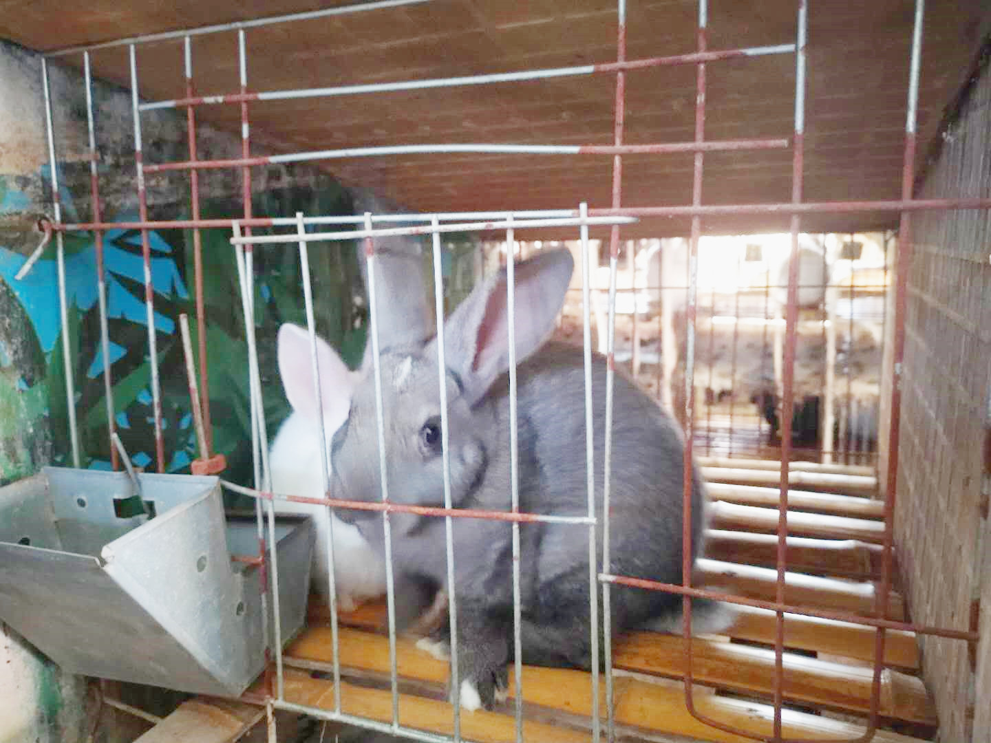 兔子脾气暴躁咬人是什么原因,兔子爱咬人怎么矫正