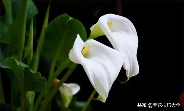 常见小区绿化100种植物图片,常见的水生植物有哪些种