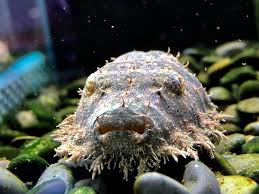 冷门热带小型观赏鱼,简单好养的观赏鱼都有哪些