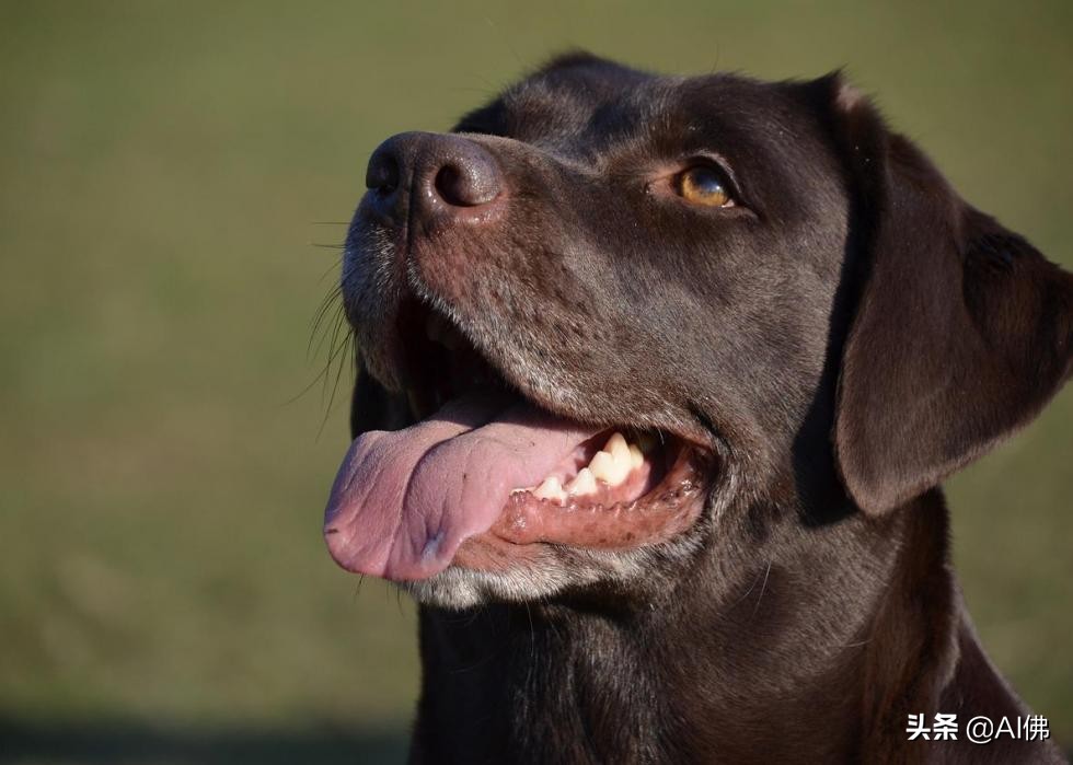 美国最受欢迎的100组小狗名字