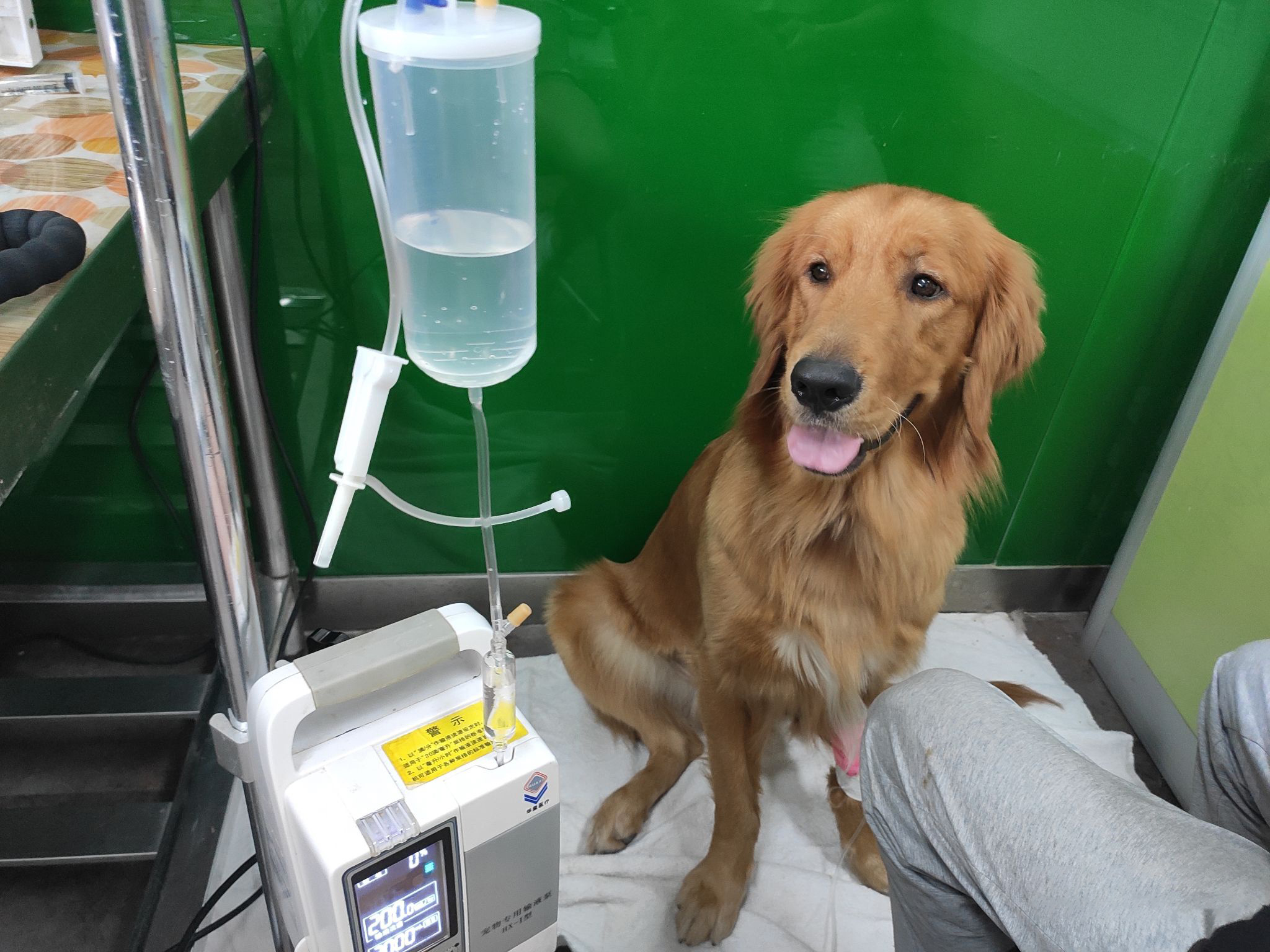 狗腹泻呕吐怎么回事,狗狗感冒呕吐怎么治疗