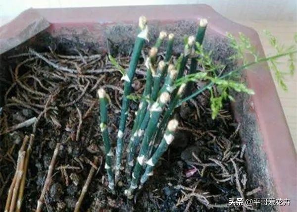 这3种花别碰,这3种花不要养