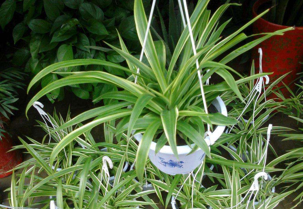 空气净化器适合放什么植物,房间空气净化用什么植物