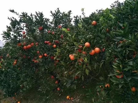 战疫助农滞销品突然销售火爆,战疫助农数据