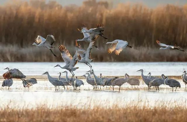 野生动物保护法律知识你知道多少,三分钟带你了解新野生动物保护法