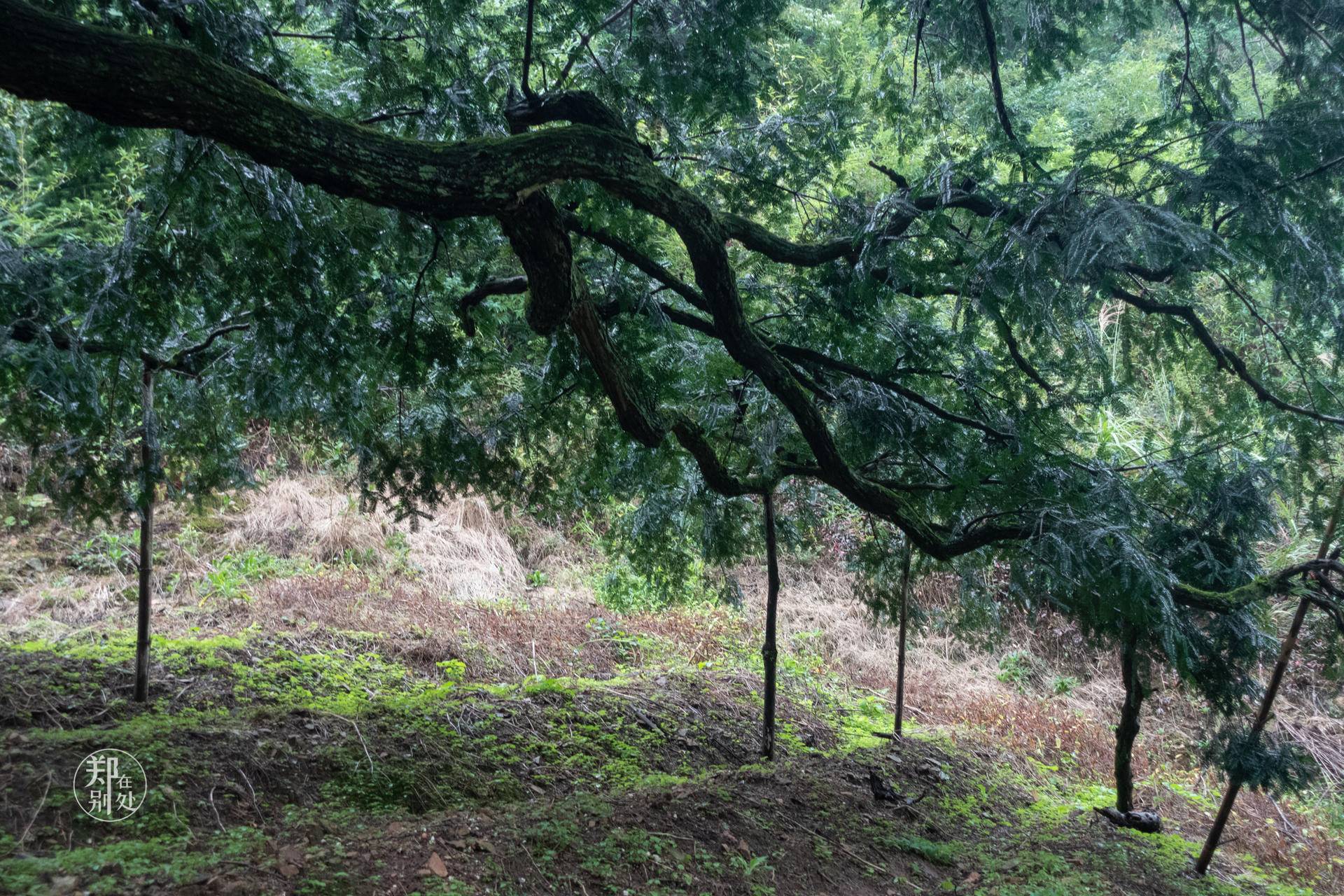 香榧古道,香榧古道徒步路线哪条景色美