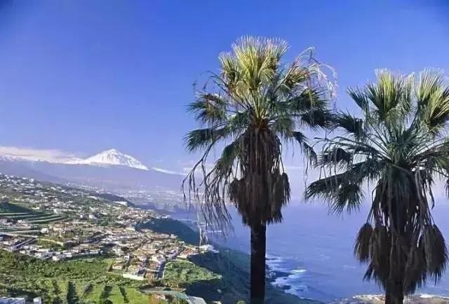 危险分子猛犬暴徒—加纳利，请你低调