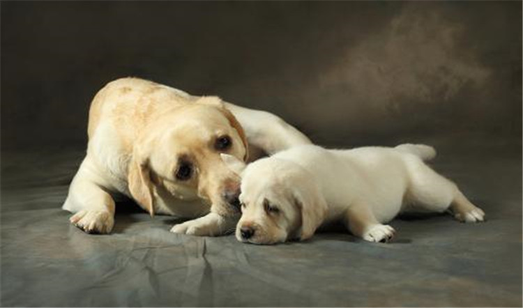 狗妈妈生了几天为什么总刨地,狗妈妈生了小狗要注意什么