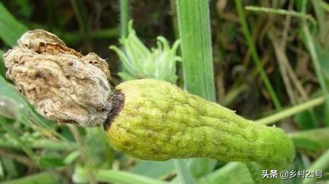 南瓜生长过程中怎么预防病虫害,南瓜枯黄落果