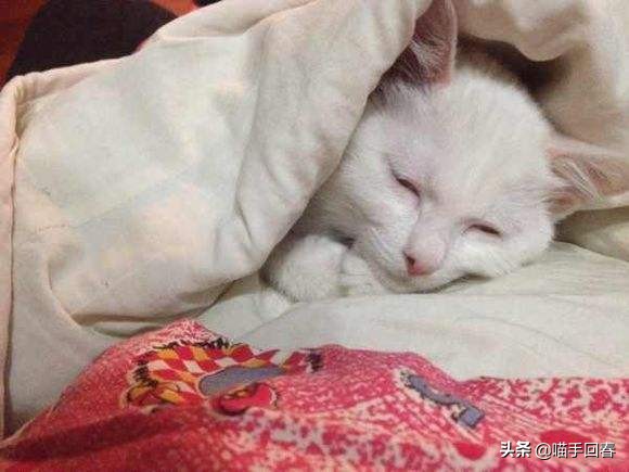 猫瘟和猫艾滋,艾滋猫是怎么回事