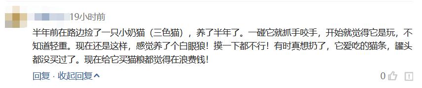 猫咪的十大坏习惯,猫咪十大常见病和预防方法