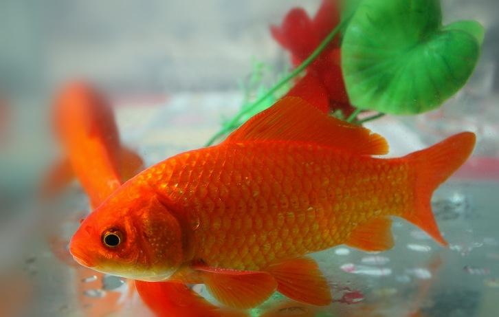 金鱼鉴赏分为三个方面,有关金鱼的种类资料大全