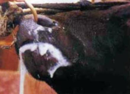 牛误食打了农达的草怎么办,牛吃了打过除草药的草怎么办