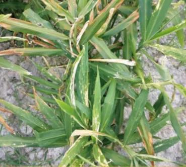 大姜病虫害都用什么药,潍坊大姜病虫害的防治