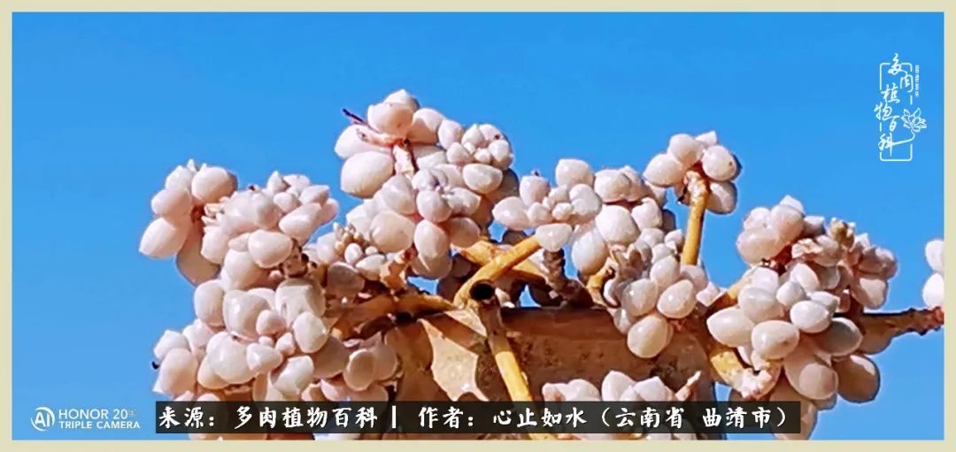 景德镇精品拇指多肉盆,轻奢多肉拇指盆3.5