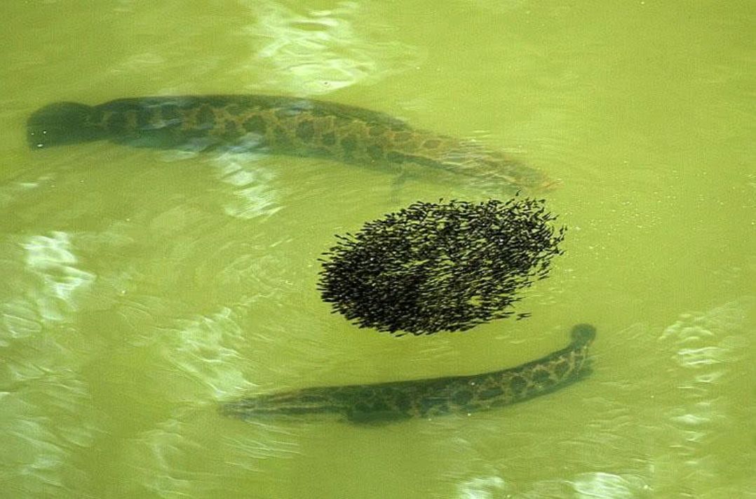 黑鱼有多危险,黑鱼为什么会保护自己的孩子