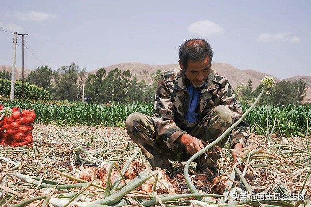 洋葱烂根的治疗方法,洋葱重茬用什么药