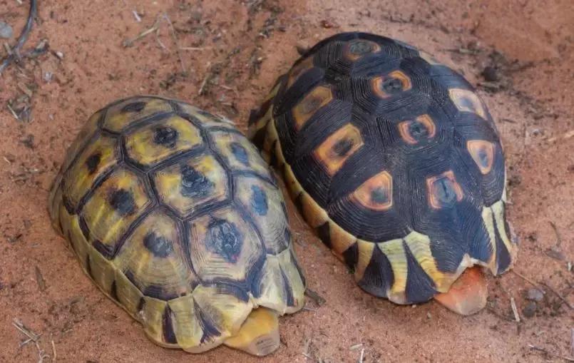 骄傲的乌龟,骄傲的乌龟图