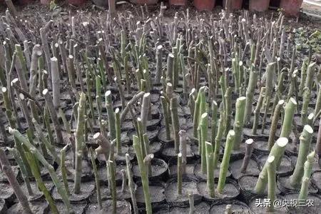 中医药专家讲解无花果功效和作用,无花果的秘密