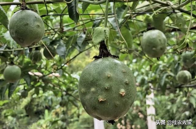 果实蝇诱捕剂越诱越多,实蝇诱捕器用什么药