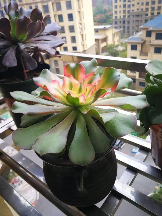 多肉法师韶羞现在能摘心吗,多肉法师欧紫跟韶羞的对比图