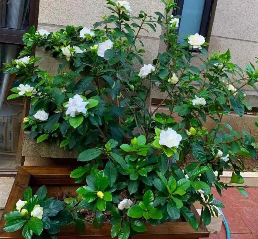 好养的盆栽花卉排名前十,盆栽花比较好养的有哪些