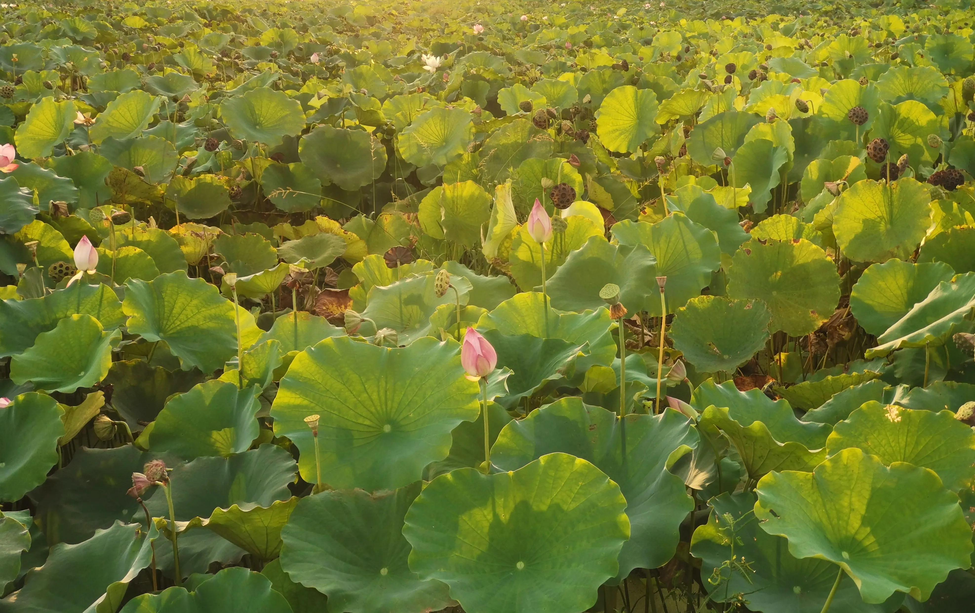 你会去莲花玩吗？我找到了3个“趣味点”，玩了一次跟着喜欢走