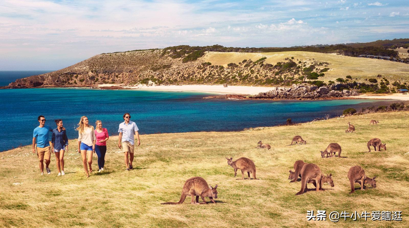 悉尼7日游自由行攻略,澳洲阿德莱德旅游攻略