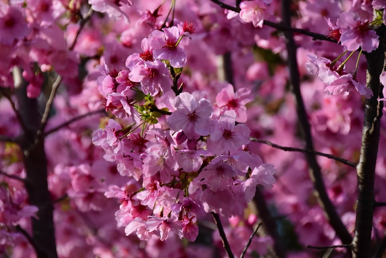 樱花季怎么能少得了专属樱花,四月开花的樱花有哪些