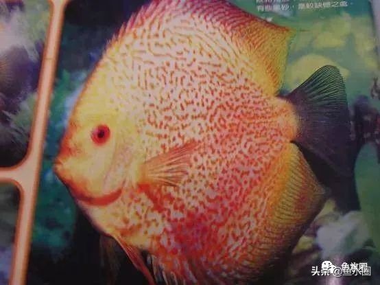 七彩神仙品系图谱,七彩神仙全系品种介绍