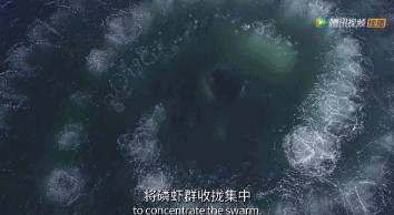 炸裂9.9,BBC再出神片,美得让人脸红