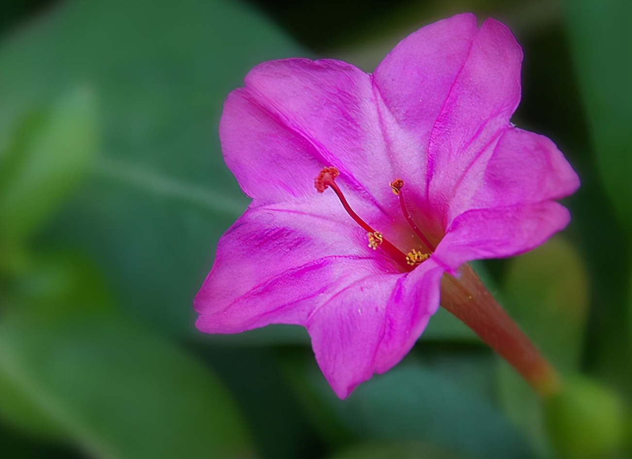 鑳介┍铓婄殑閲庣敓鍔ㄧ墿,鍙┍铓婄殑閲庣敓鍔ㄧ墿