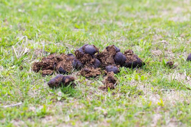 牛拉屎一粒一粒的？可能是百叶干