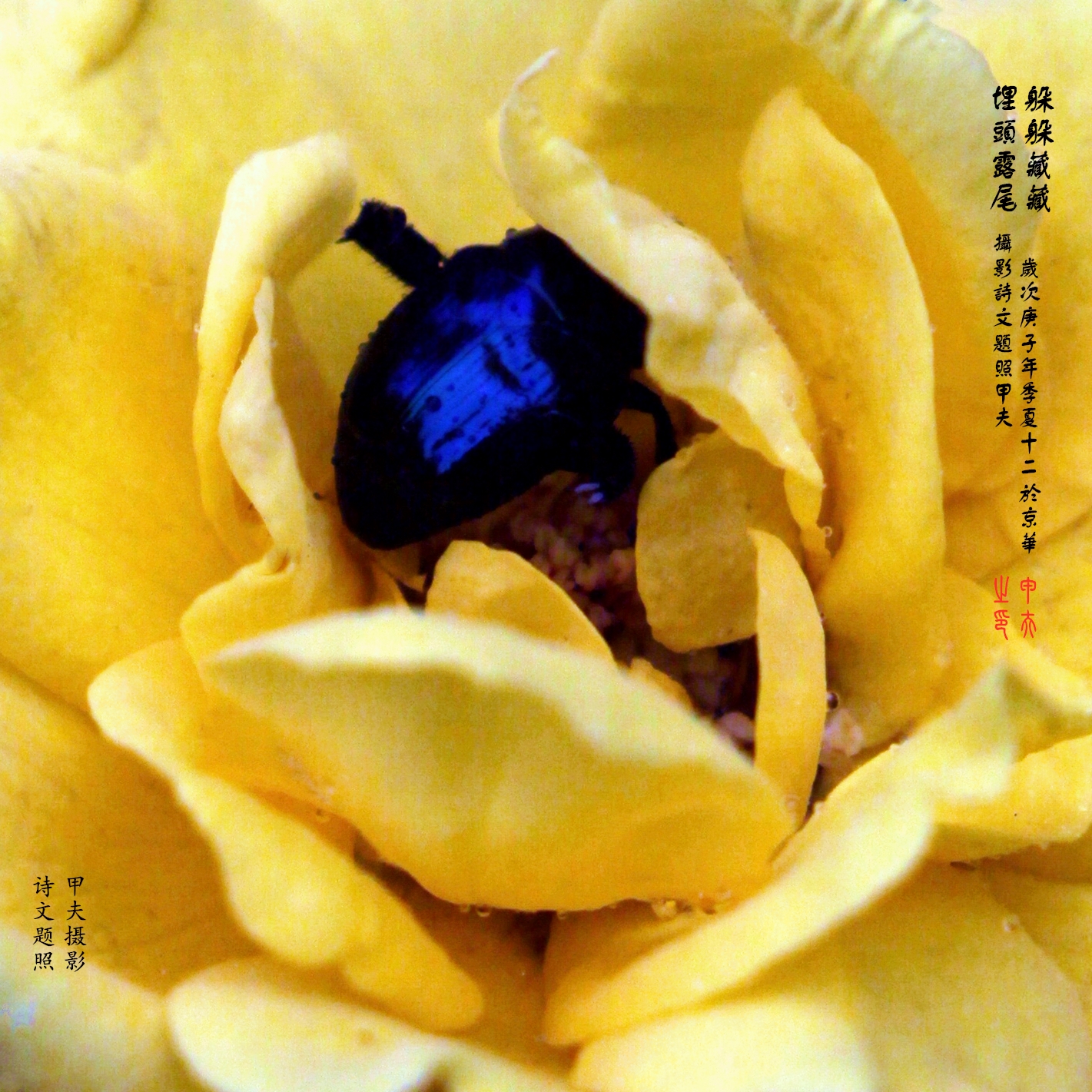 鐢插か鎽勫奖浣滃搧,鐢插か鎽勫奖浣滃搧鍥剧墖