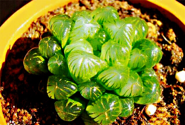 冰灯玉露防辐射彩色多肉植物,超大母本冰灯玉露多肉植物