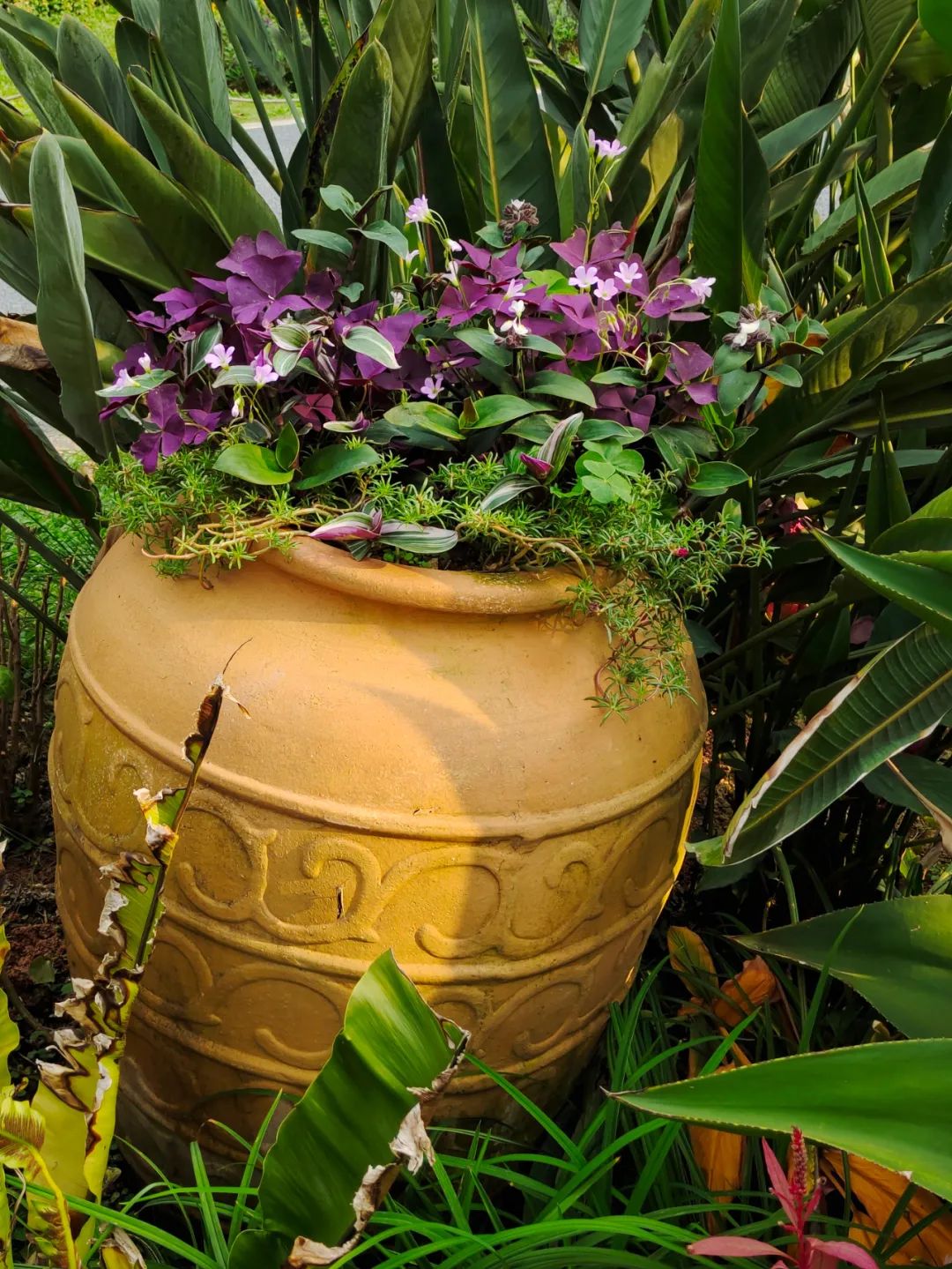 盆栽植物僵苗怎么了,养的植物总是僵苗