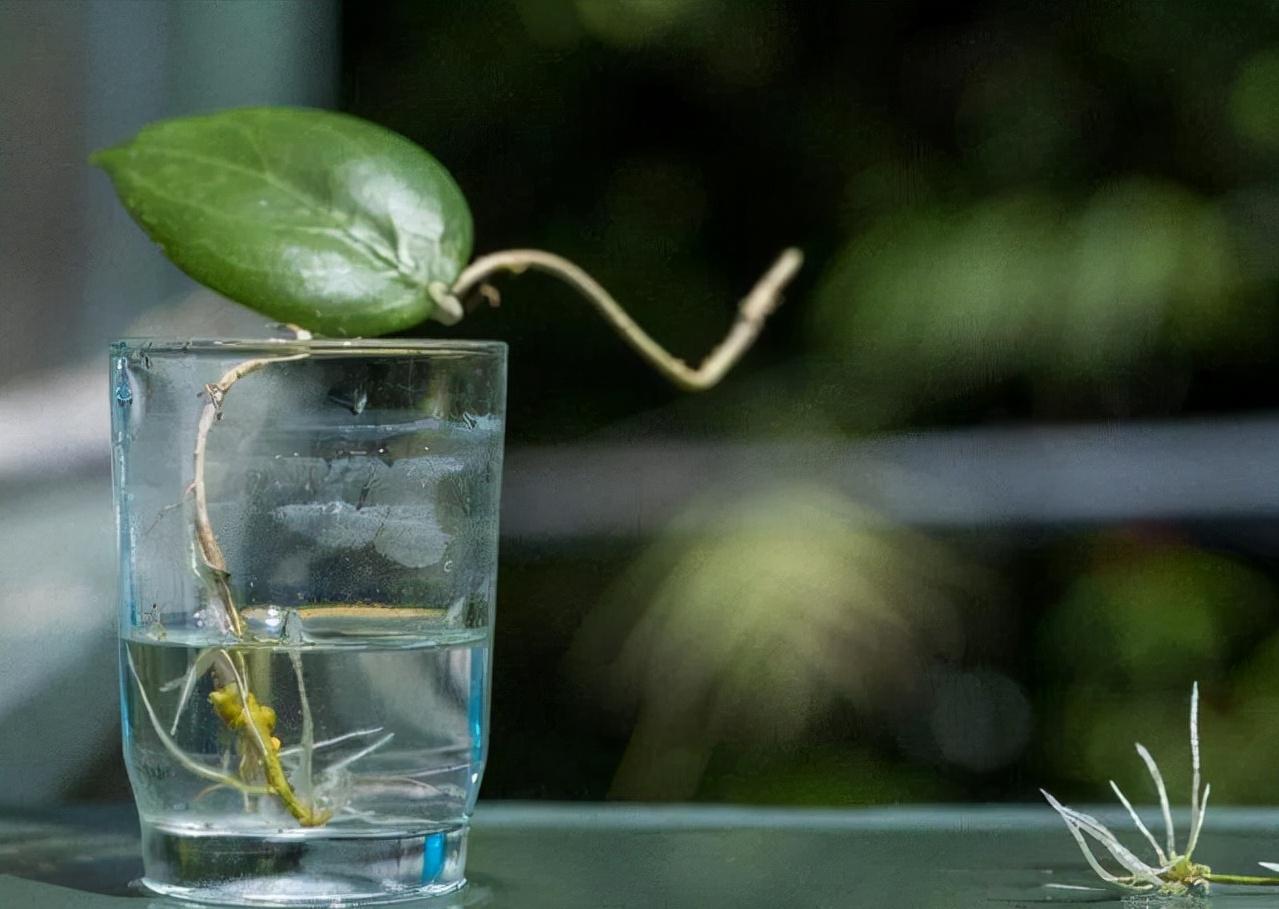 球兰生长缓慢打出花苞后不动了,球兰花快速生长