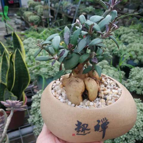 家庭多肉名字怎么取好看,给多肉起什么名字好听