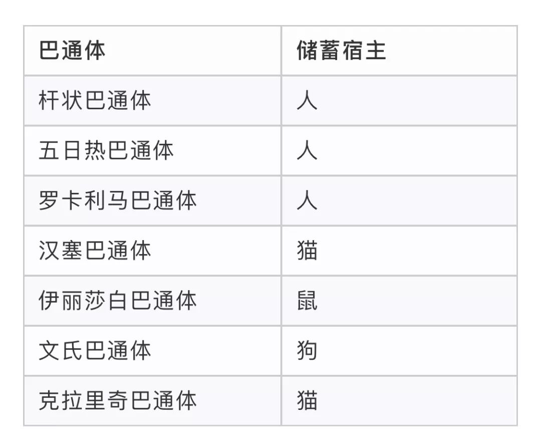 被猫舔证明什么,被猫咪舔过伤口真的会死吗