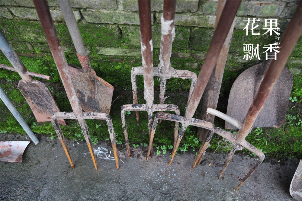 吴小平有机阳光玫瑰葡萄,吴小平的葡萄熟了