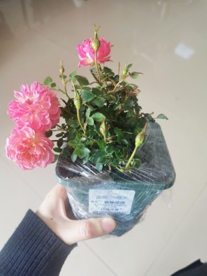 月季花栽培管理、病虫害、养护修剪关键技术