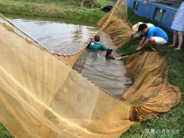 养金龙鱼过程马来西亚,马来西亚养金龙