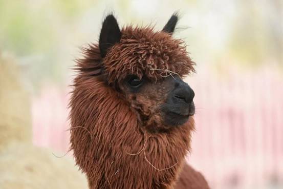 驼羊和羊驼我们不一样,驼羊和羊驼的区别视频