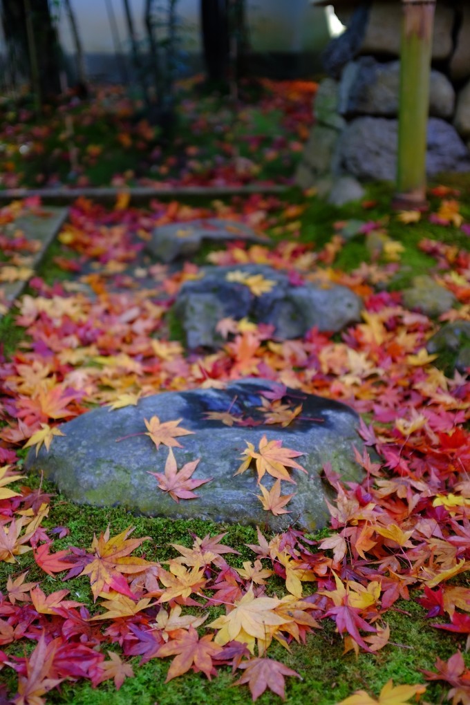 京都赏枫2022,京都赏枫必去景点有哪些好玩的