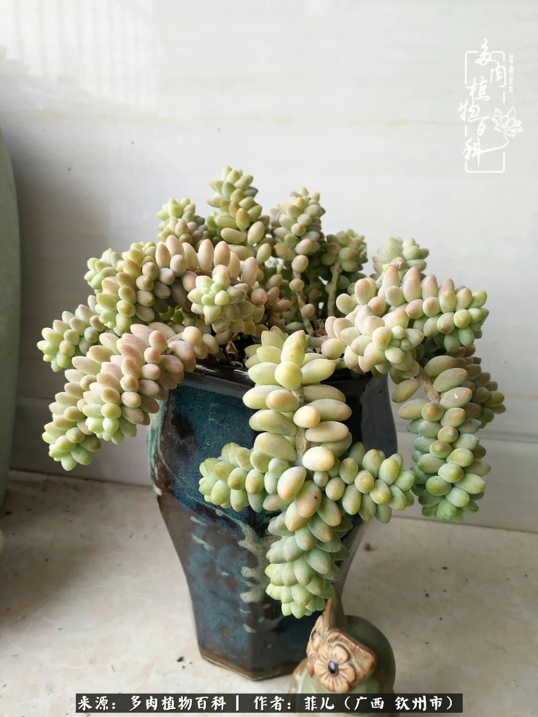 多肉相伴的感悟,与多肉为伴的时光真的很美好